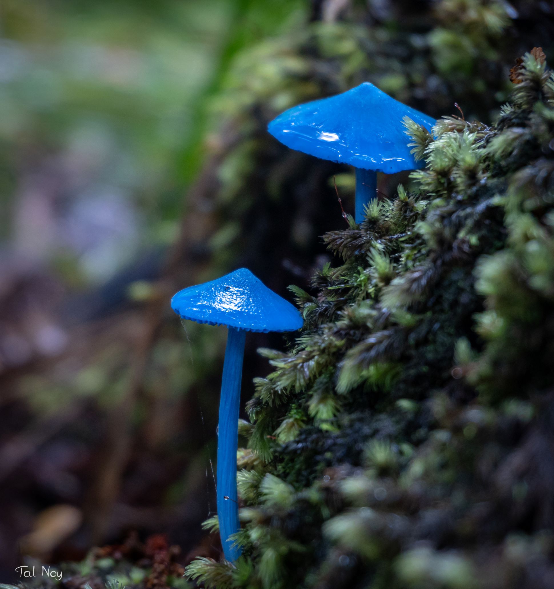 Two vivid blue mushrooms growing from a moss-covered log in the forest